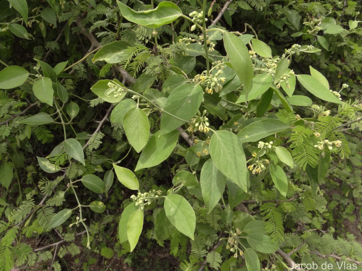 Leptadenia reticulata (Retz.) Wight & Arn